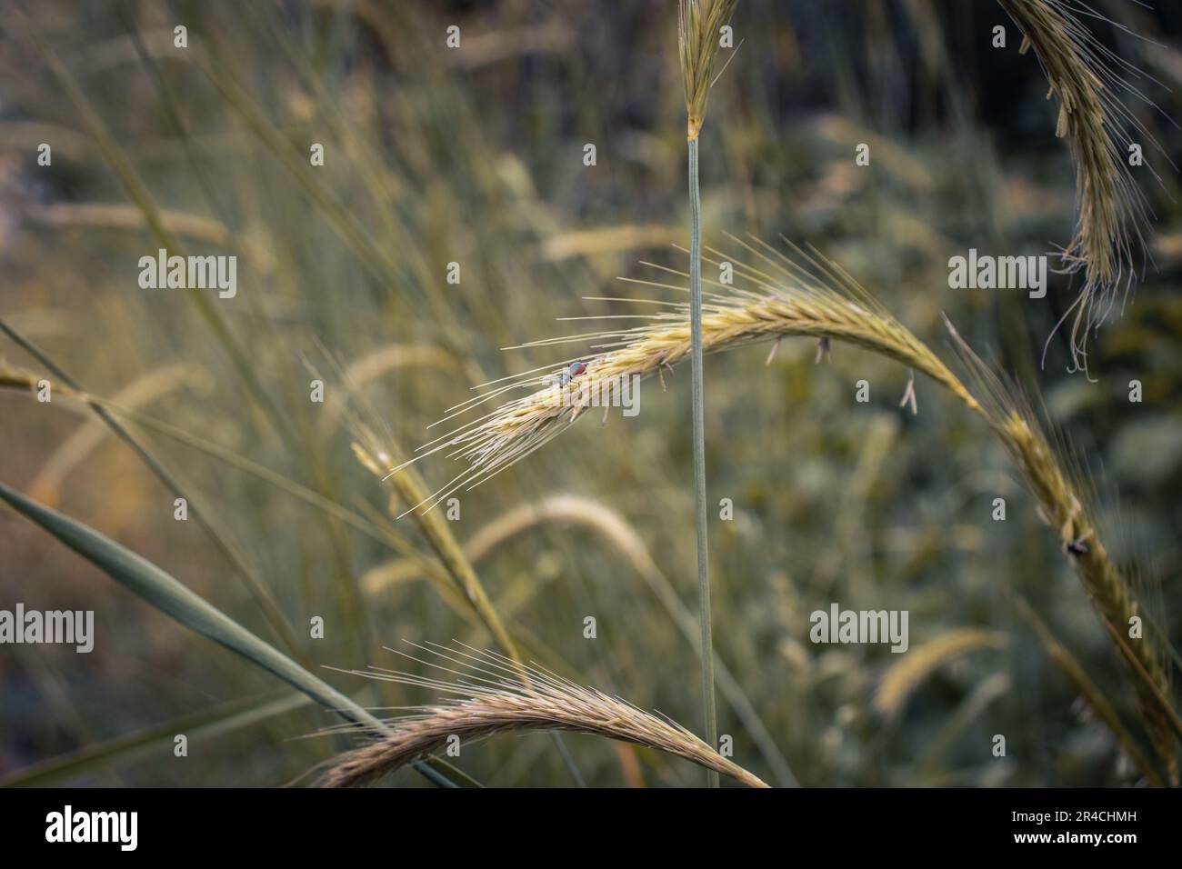 Wheat field - ears of golden wheat close-up photo Stock Photo - Alamy