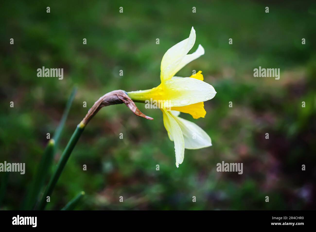 Beautiful narcissus flower Stock Photo