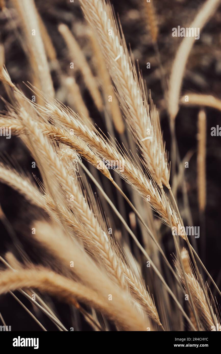 Wheat field - ears of golden wheat close-up photo Stock Photo - Alamy