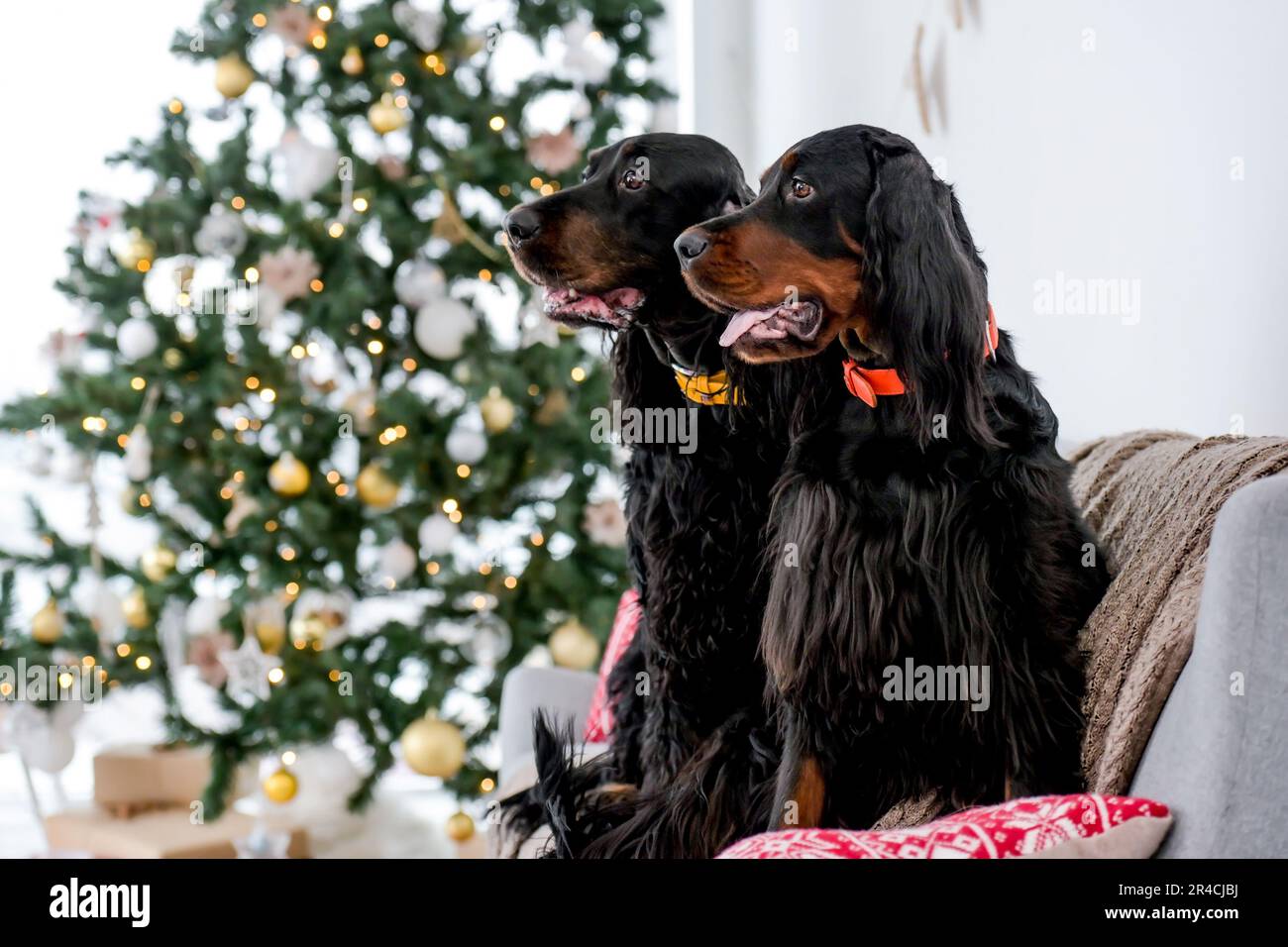 Two setter dogs in Christmas time sitting on sofa with festives tree and lights on background in New Year time at home. Doggy pets in Xmas holidays together Stock Photo