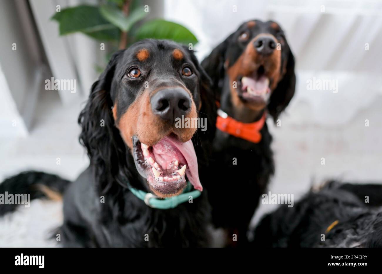Two setter dogs sitting with mouth open and tonque out at home and