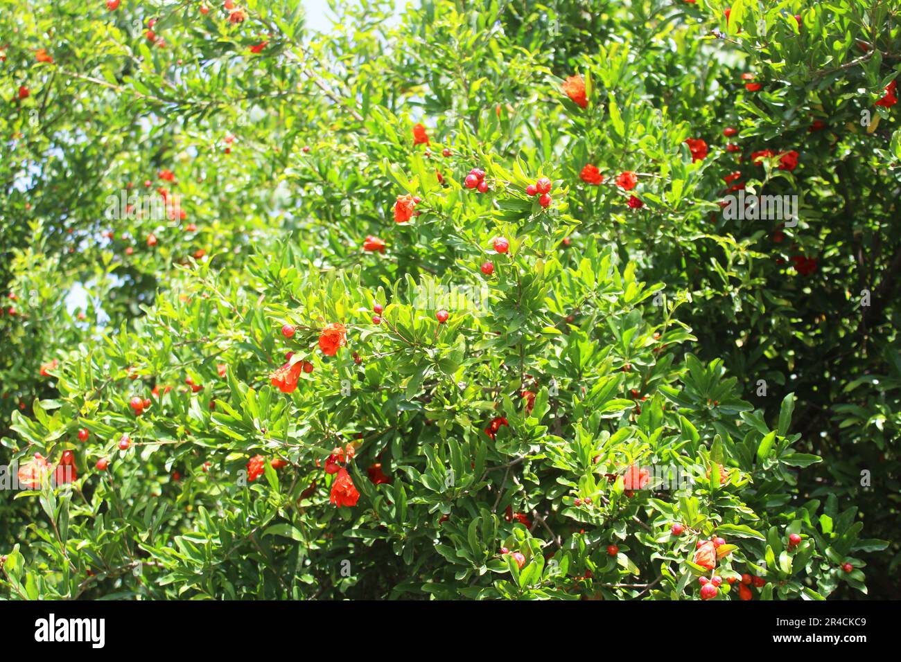 Pomegranate blossoming tree in garden under sun light. Branches of the pomegranate tree (Punica granatum) with bright red flowers Stock Photo