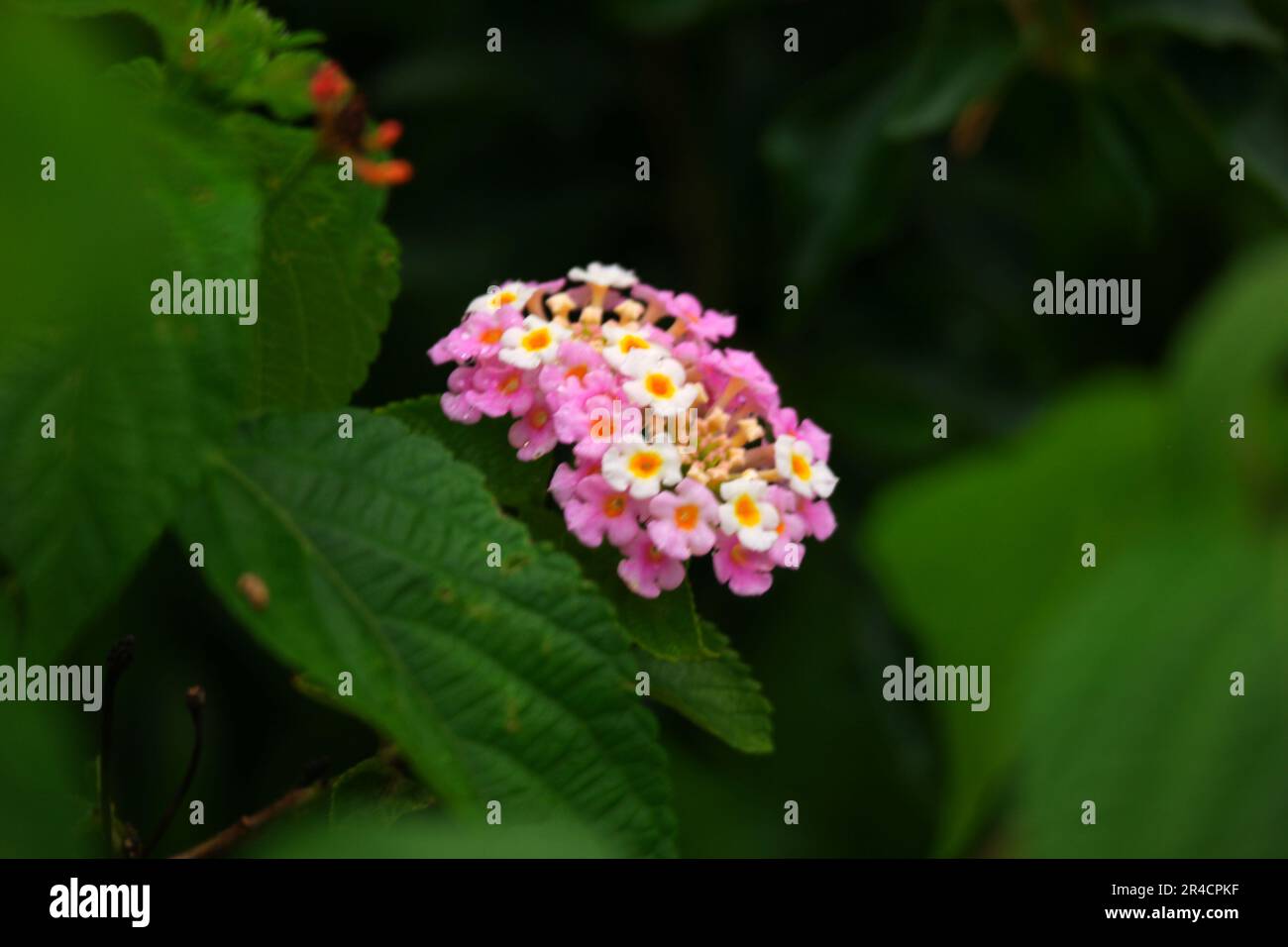 West Indian Lantana flowers with green leaves in the garden Stock Photo