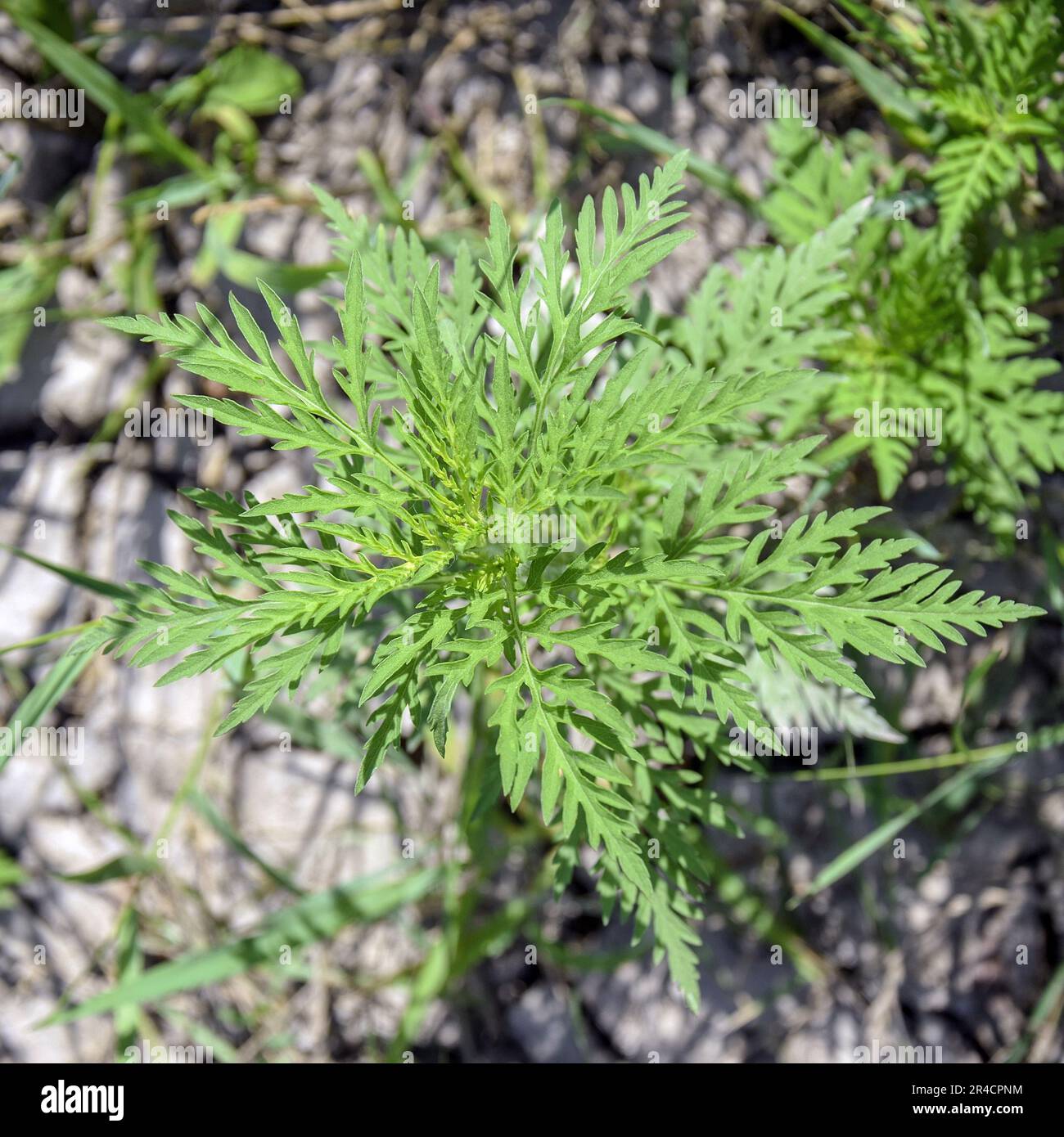 American common ragweed. Young bush have not yet bloomed ambrosia. Dangerous plant, Ambrosia