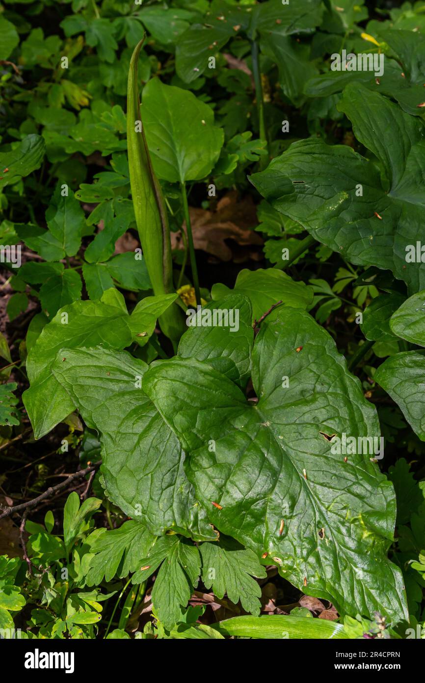 Cuckoopint or Arum maculatum arrow shaped leaf, woodland poisonous plant in family Araceae. arrow shaped leaves. Other names are nakeshead, adder's ro Stock Photo
