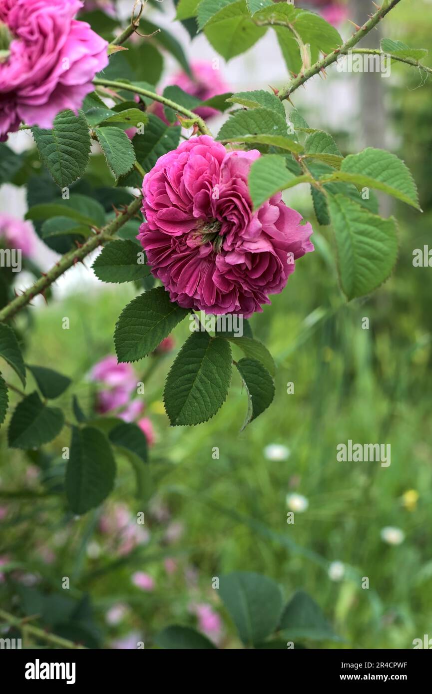 Pink english roses in bloom in a bush seen up close Stock Photo - Alamy