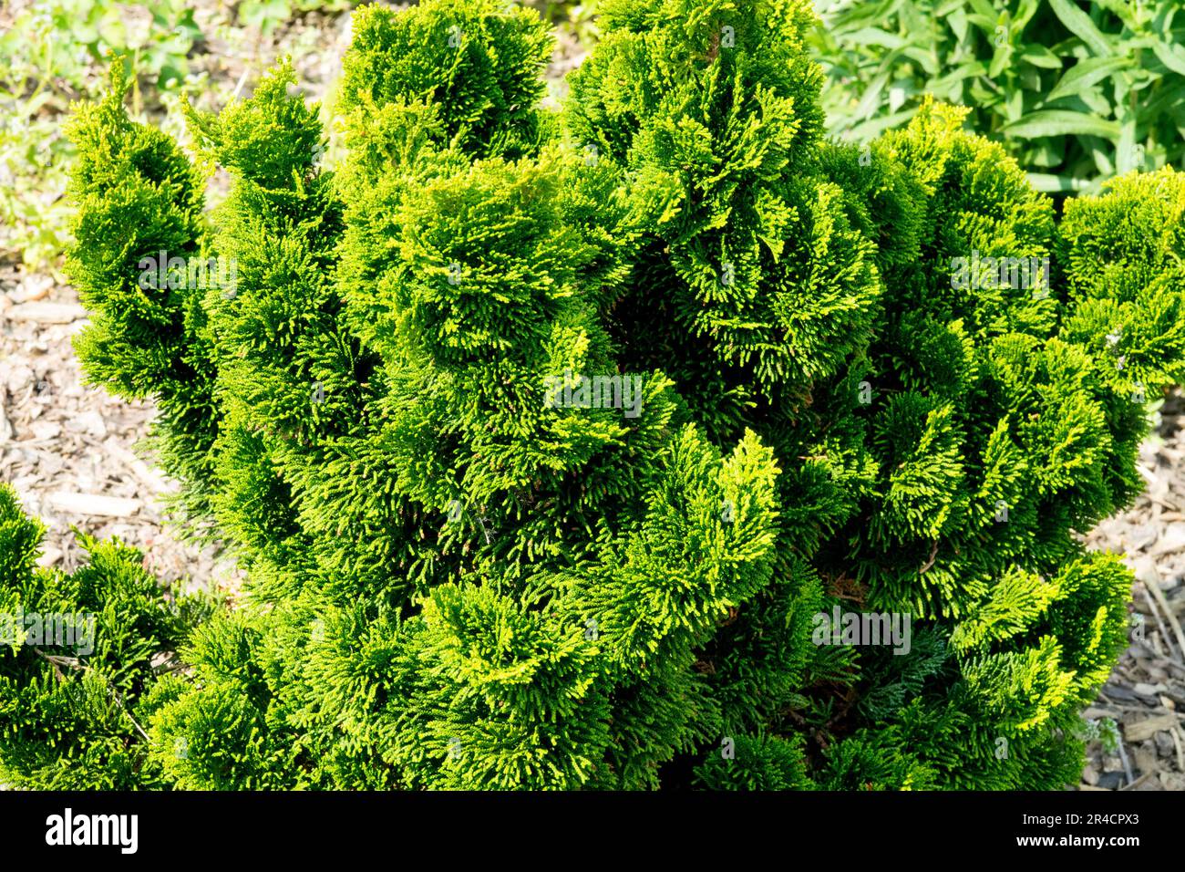 Evergreen, Japanese Cypress, Chamaecyparis Nana Gracilis, Slow growing
