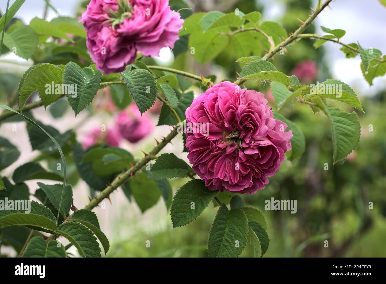 Pink english roses in bloom in a bush seen up close Stock Photo - Alamy