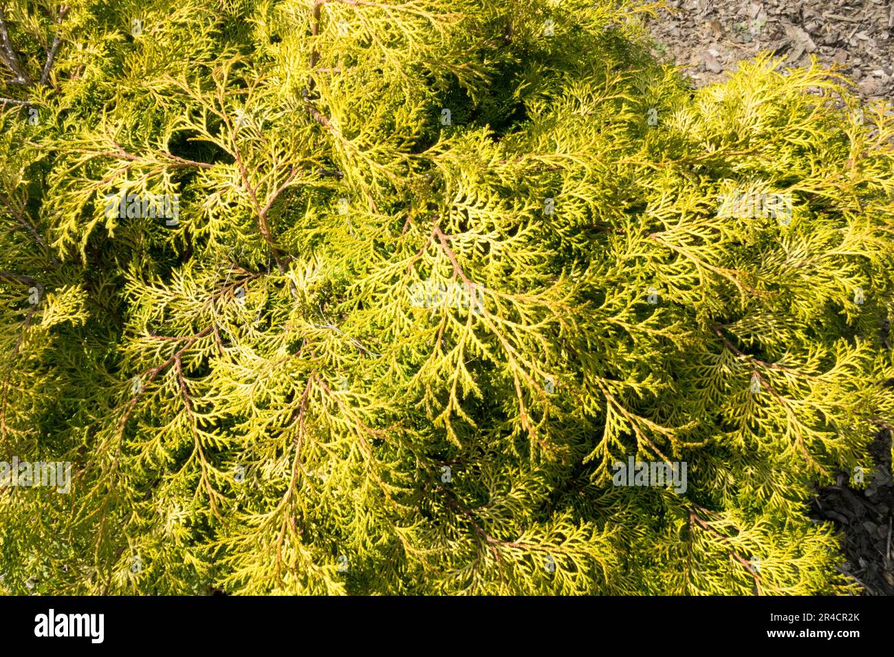 Chamaecyparis obtusa 'Pygmea Aurea,' Japanese Cypress, Chamaecyparis 'Pygmea Aurea', Hinoki Cypress Stock Photo
