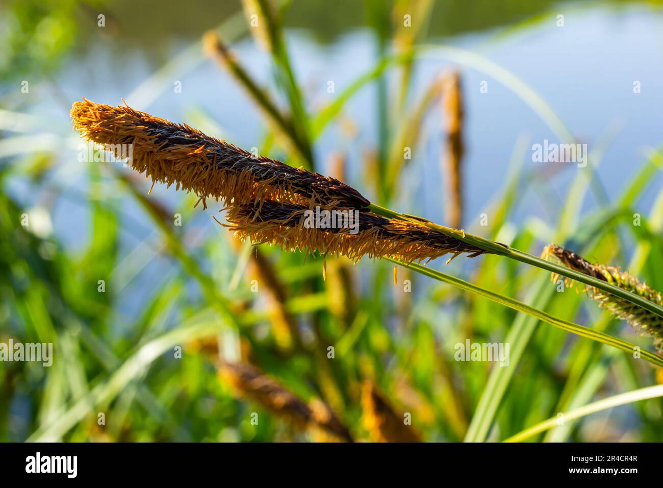 Carex acuta - found growing on the margins of rivers and lakes in the Palaearctic terrestrial ecoregions in beds of wet, alkaline or slightly acid dep Stock Photo