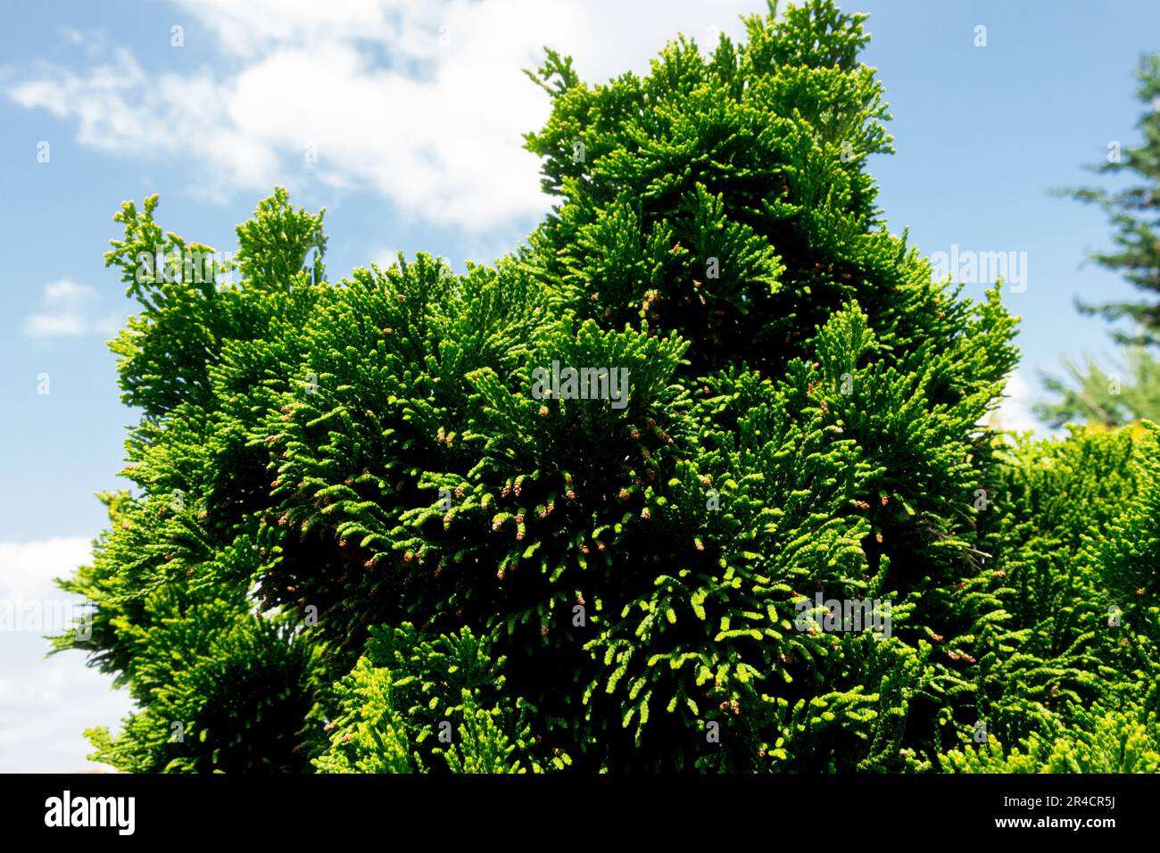 Hinoki Cypress, Green, False Cypress, Chamaecyparis 'Nana Gracilis' Stock Photo