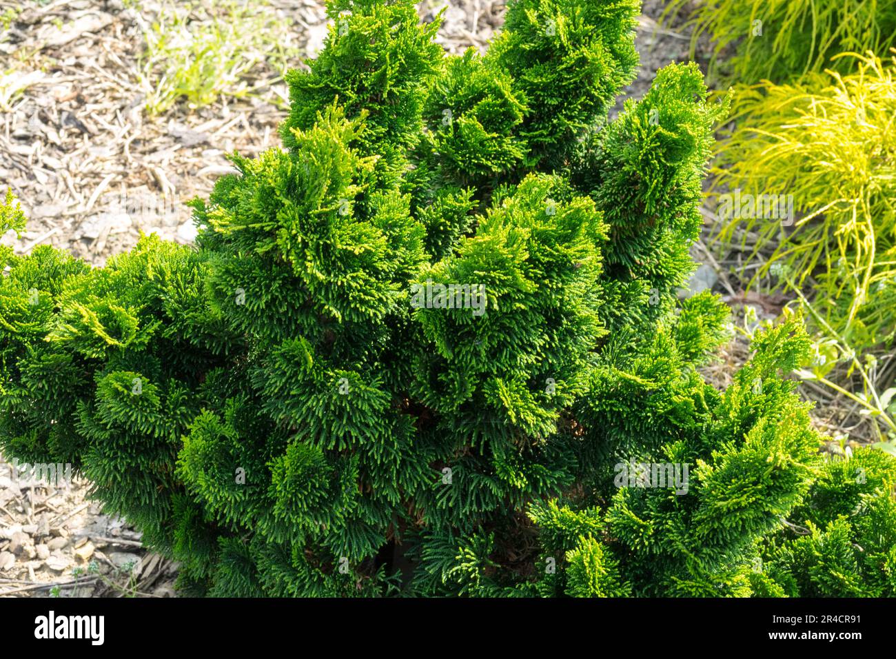 Japanese Cypress, Chamaecyparis 'Nana Gracilis' Stock Photo