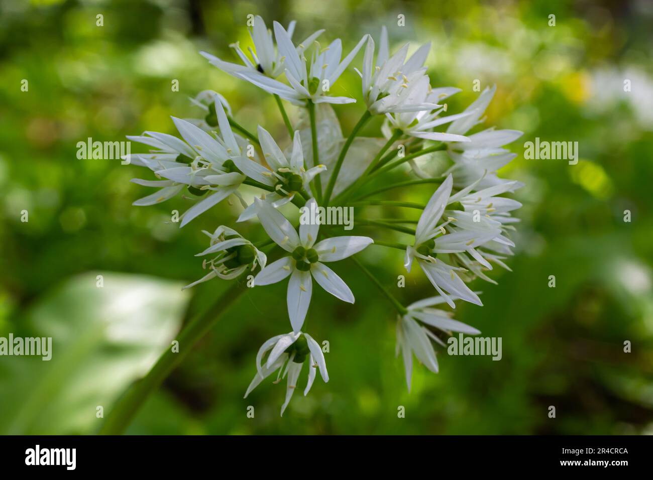 Beautiful blooming white flowers of ramson - wild garlic Allium ursinum  plant in homemade garden. Close-up. Organic farming, healthy food, BIO  viands Stock Photo - Alamy