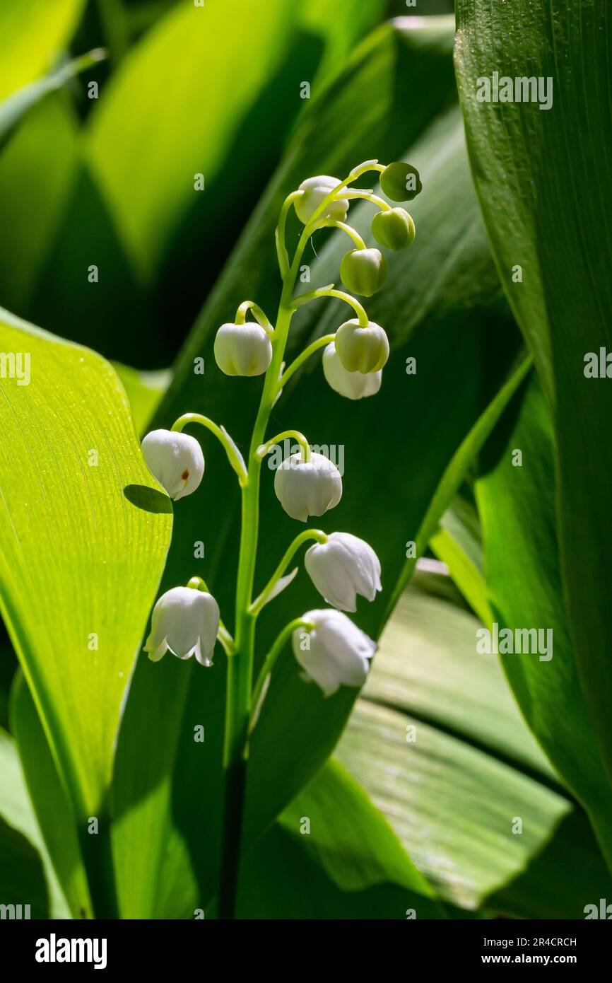 Lily of the Valley flowers Convallaria majalis with tiny white bells