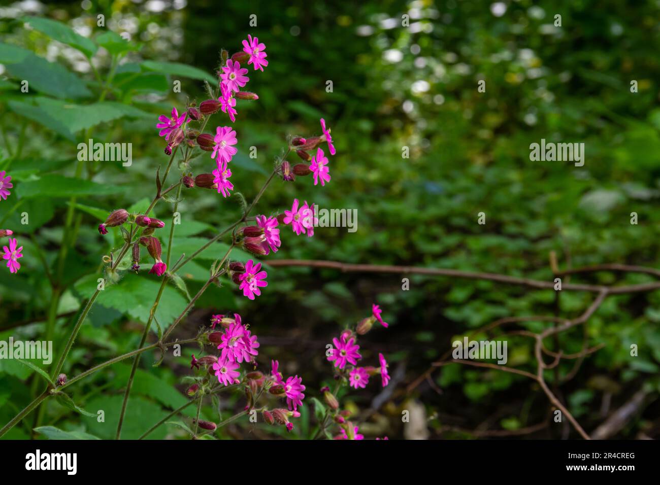 Silene dioica Melandrium rubrum, known as red campion and red catchfly, is a herbaceous flowering plant in the family Caryophyllaceae. Red campion. Stock Photo