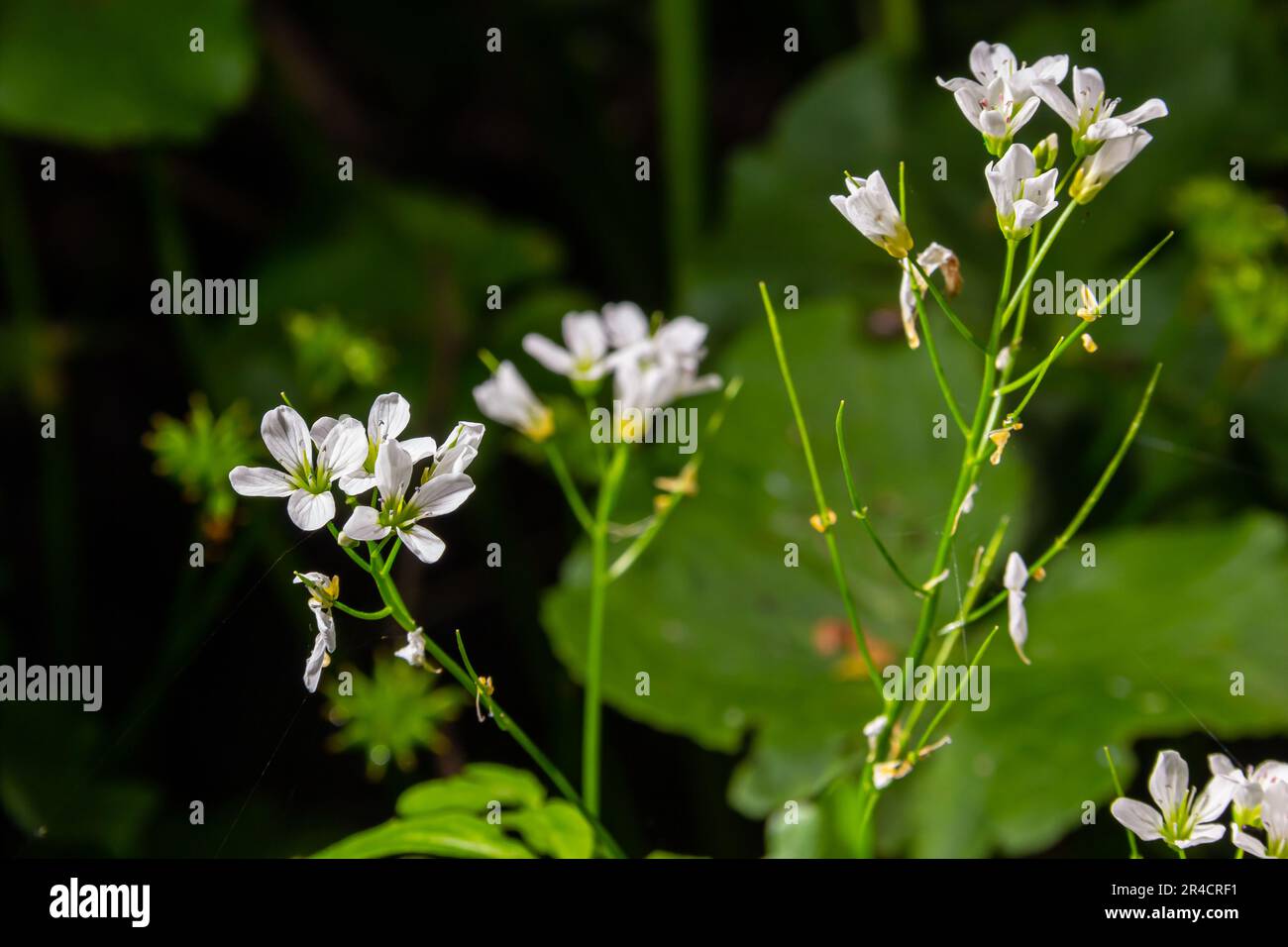 Cardamine amara, known as large bitter-cress. Spring forest. floral background of a blooming plant. Stock Photo