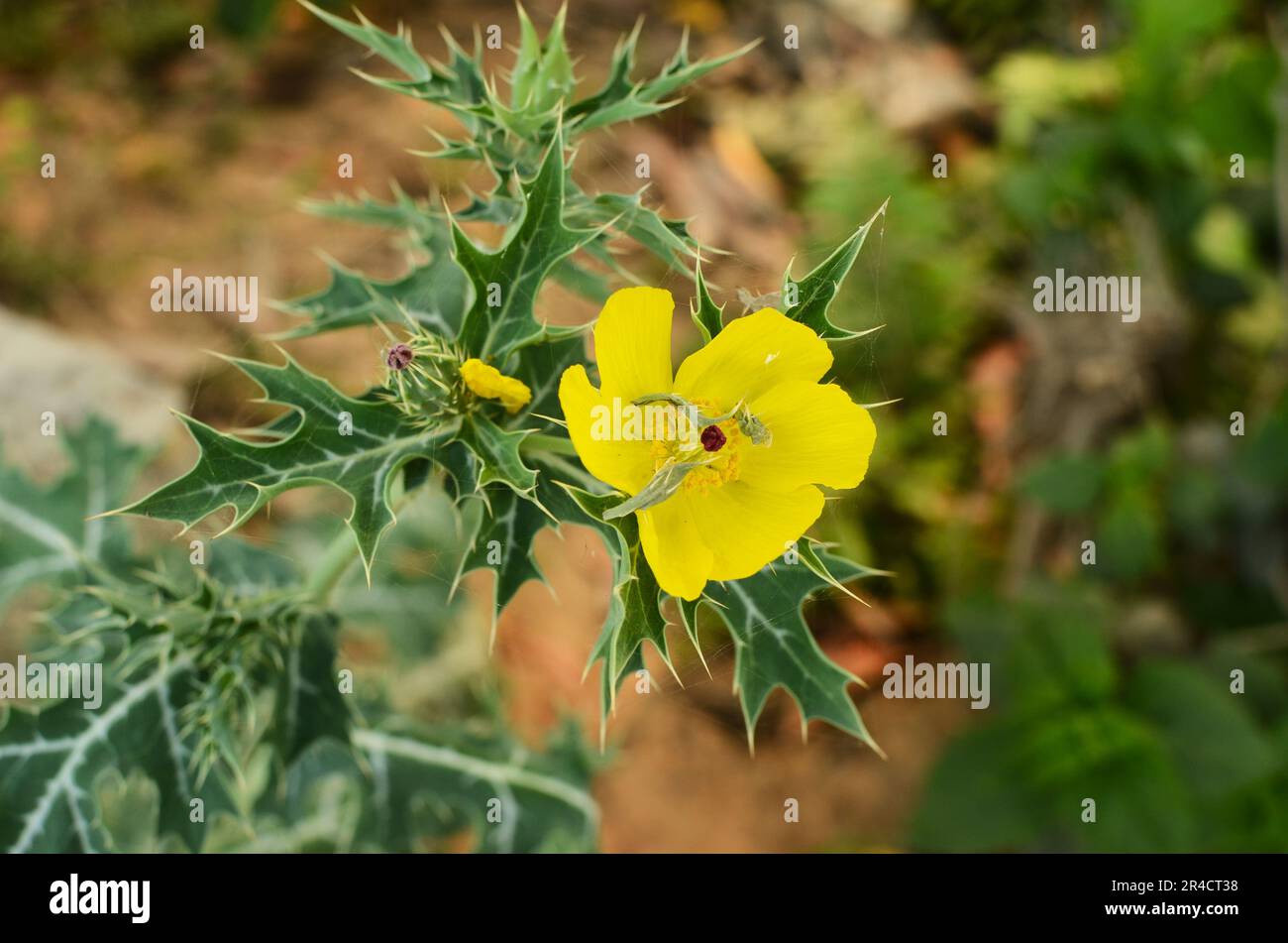 Argemone mexicana,Sialkata flower Stock Photo