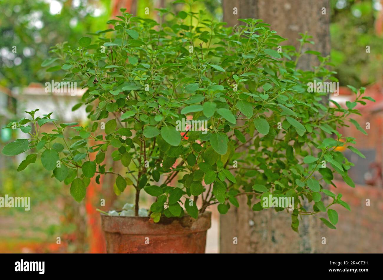 Tulsi Images tulsi-images
