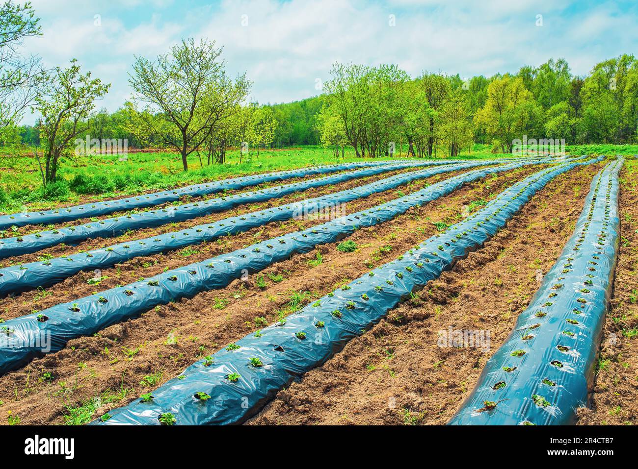 Rows of strawberry on ground covered by plastic mulch film in