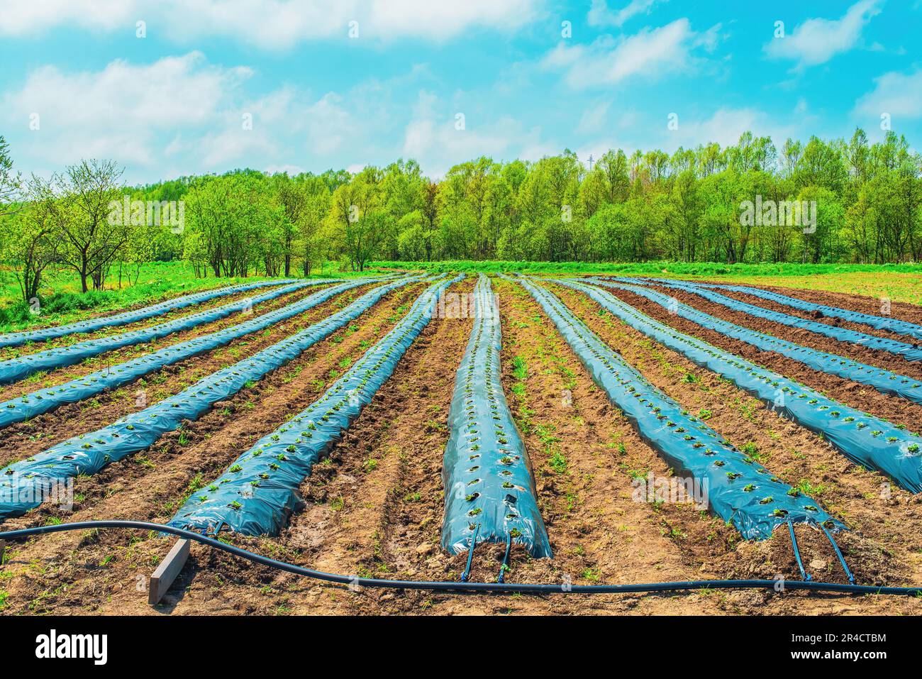 Rows of strawberry on ground covered by plastic mulch film in
