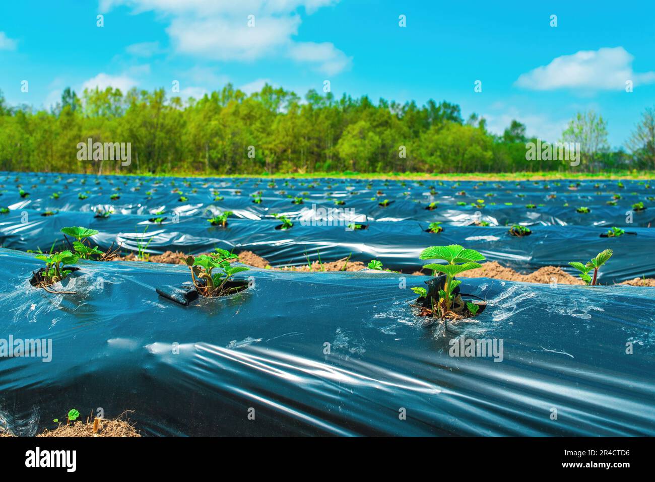 Rows of strawberry on ground covered by plastic mulch film in