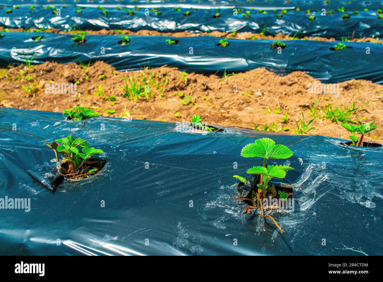 Rows of strawberry on ground covered by plastic mulch film in