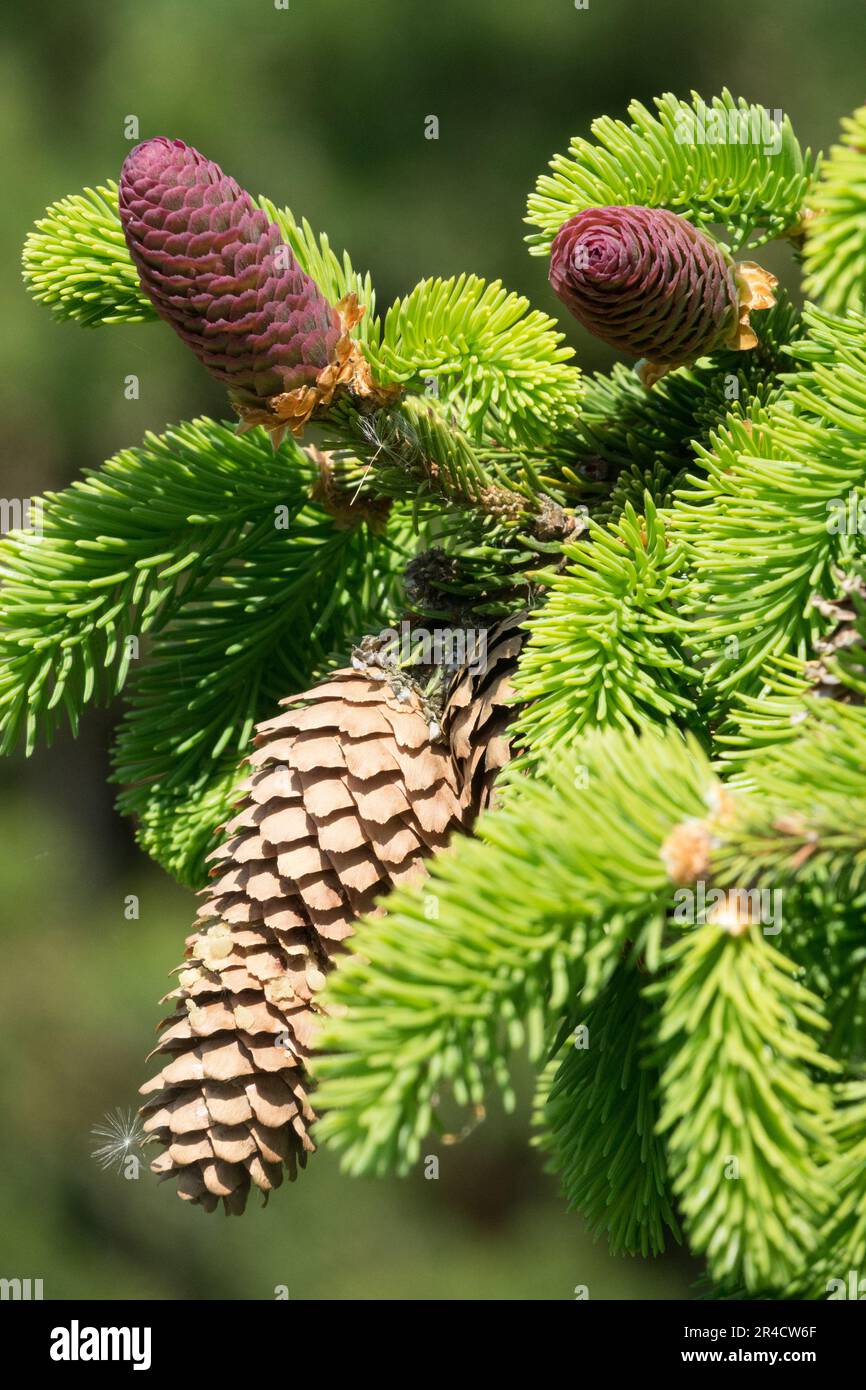 Spruce cones, Twig, Growth, Shoots, 'Acrocona' Picea abies Stock Photo