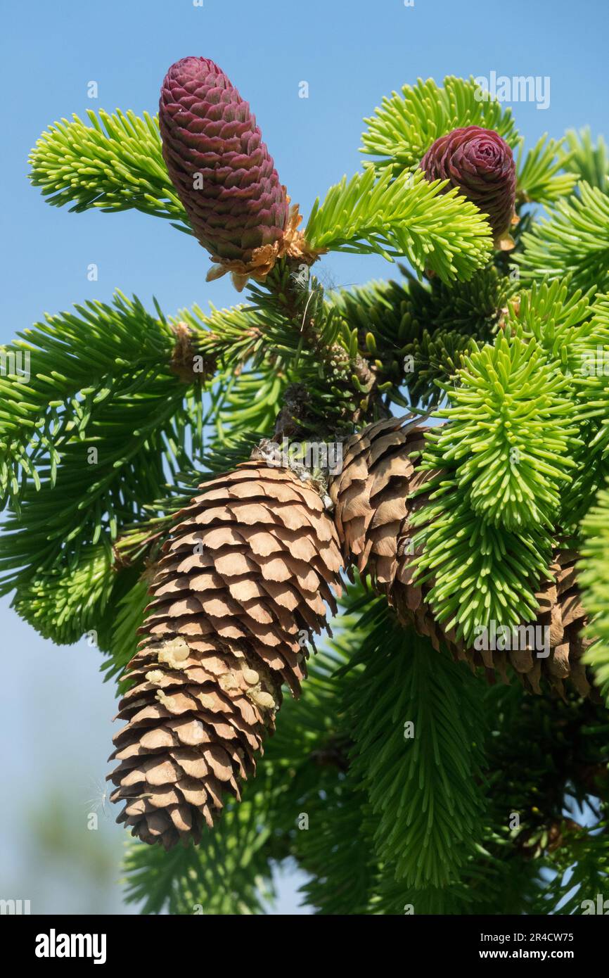 Picea 'Acrocona', Spruce cones, Picea abies 'Acrocona', Spring, Branch, Shoots Stock Photo