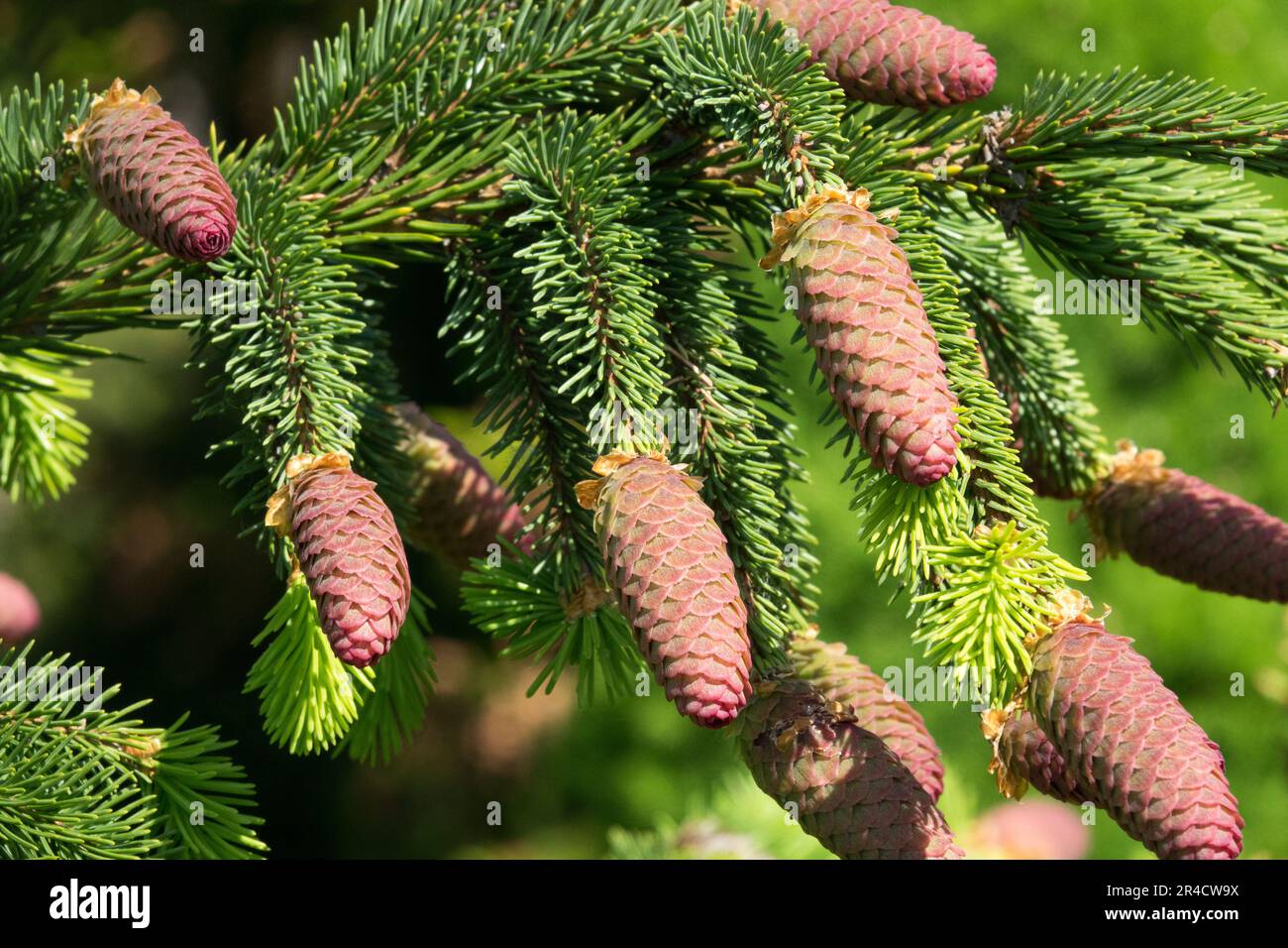 Norway spruce, Cones, Twigs, Spruce, Spring, Shoots Cones on ends of branches Stock Photo