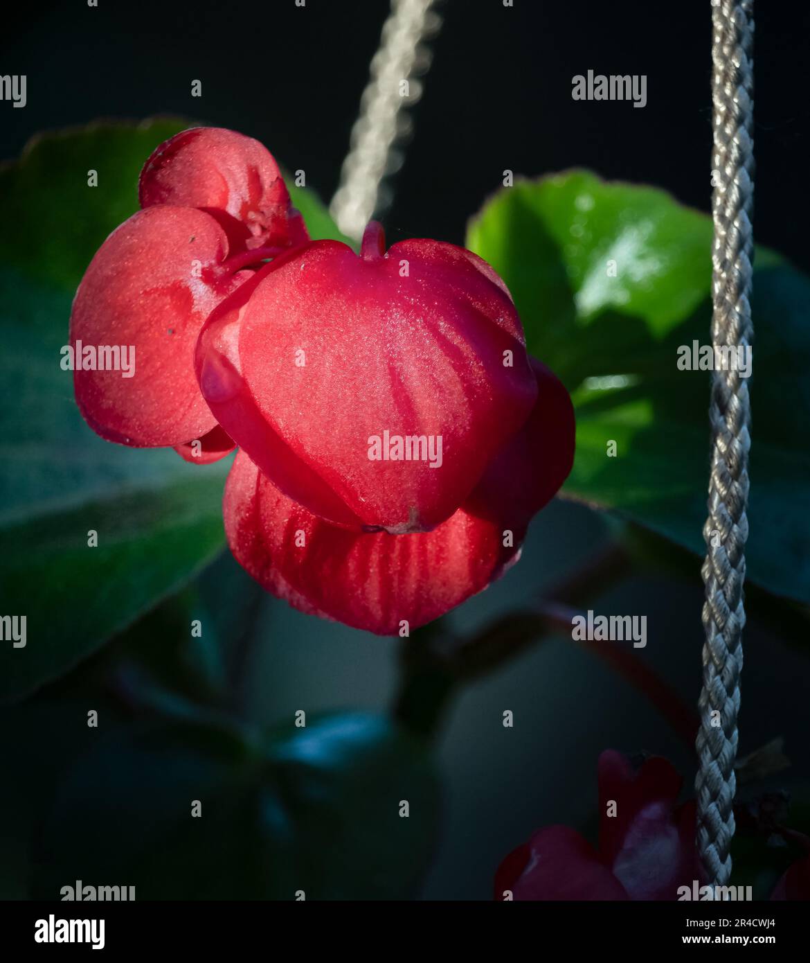 A solitary red wax begonia, Begonia cuculluta, in the sun with a leafy green and dark vignette background in spring or summer, Lancaster, Pennsylvania Stock Photo