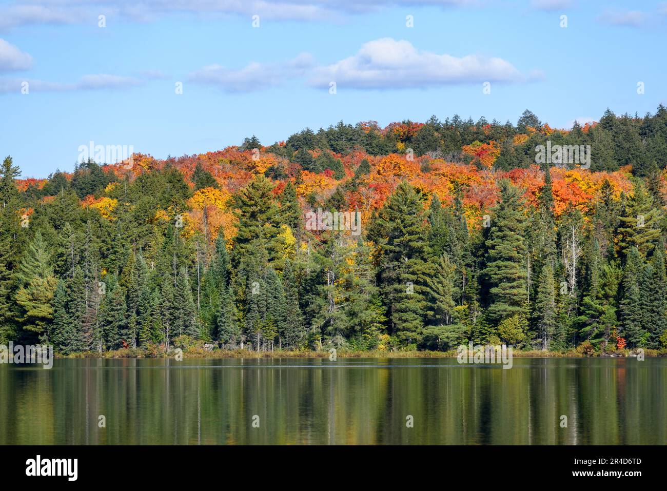 Colourful deciduous trees at the peak of fall foliage among evergreen ones on the shore of a lake on a sunny autumn day. Reflection in water. Stock Photo