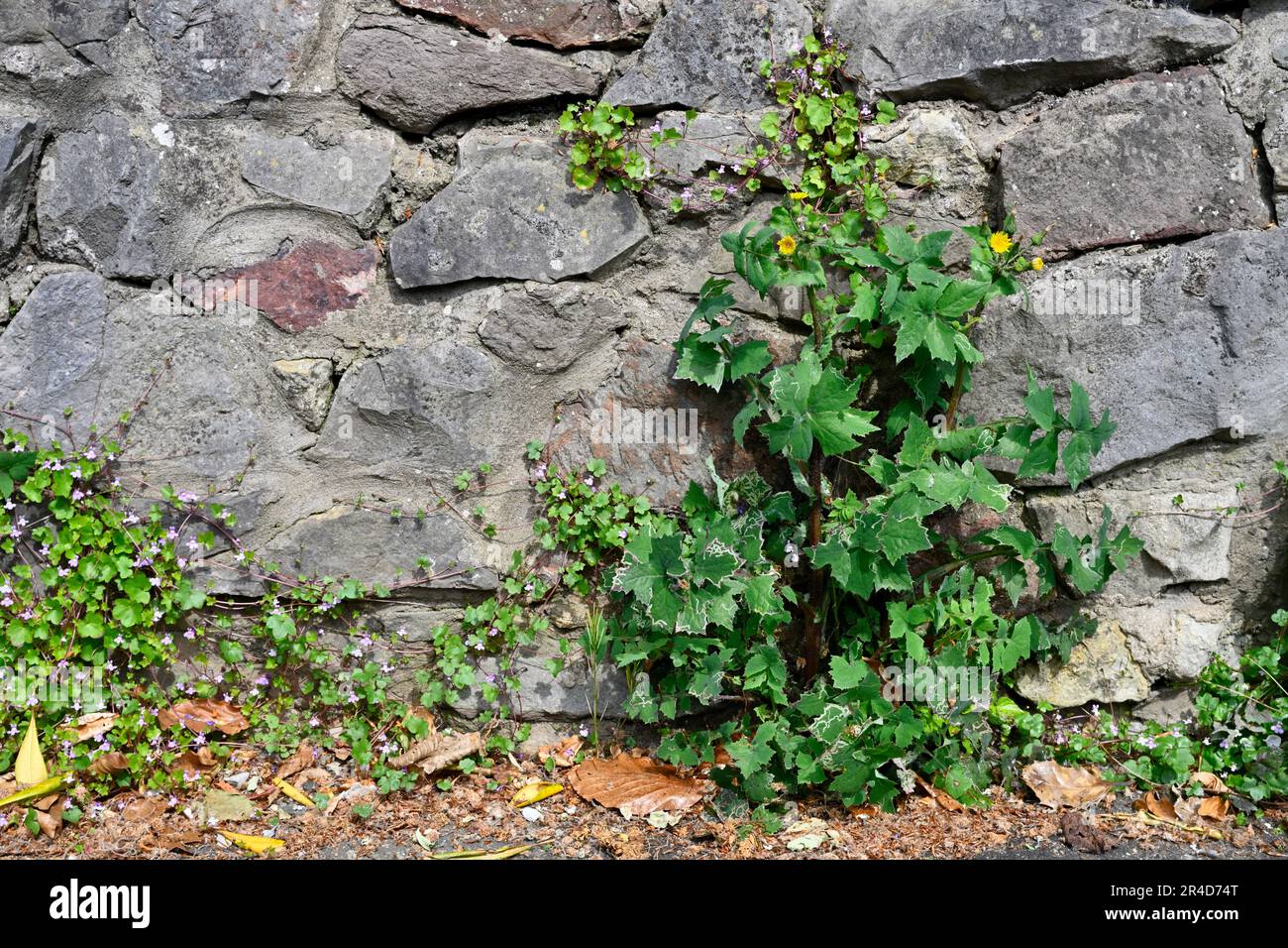 Weeds growing in cracks in stone wall and pavement Stock Photo