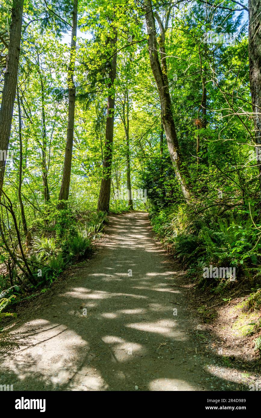 A hiking trail at St. Edward State Park in Kenmore, Washington Stock