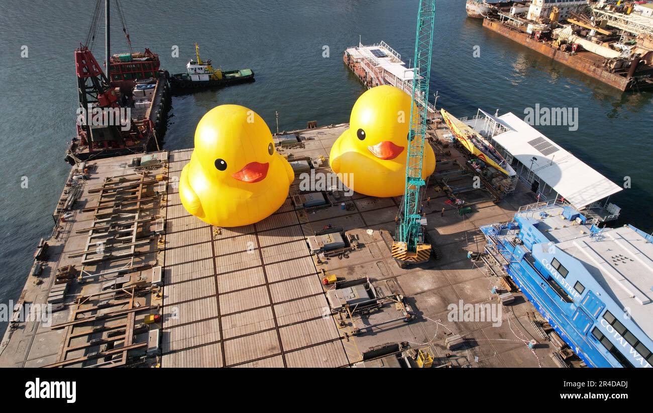 HONG KONG - May 28 2023: two giant Rubber duckie are ready in the dock. Giant Rubber Duck Sculpture By Florentijn Hofman, visit Hong Kong today which Stock Photo