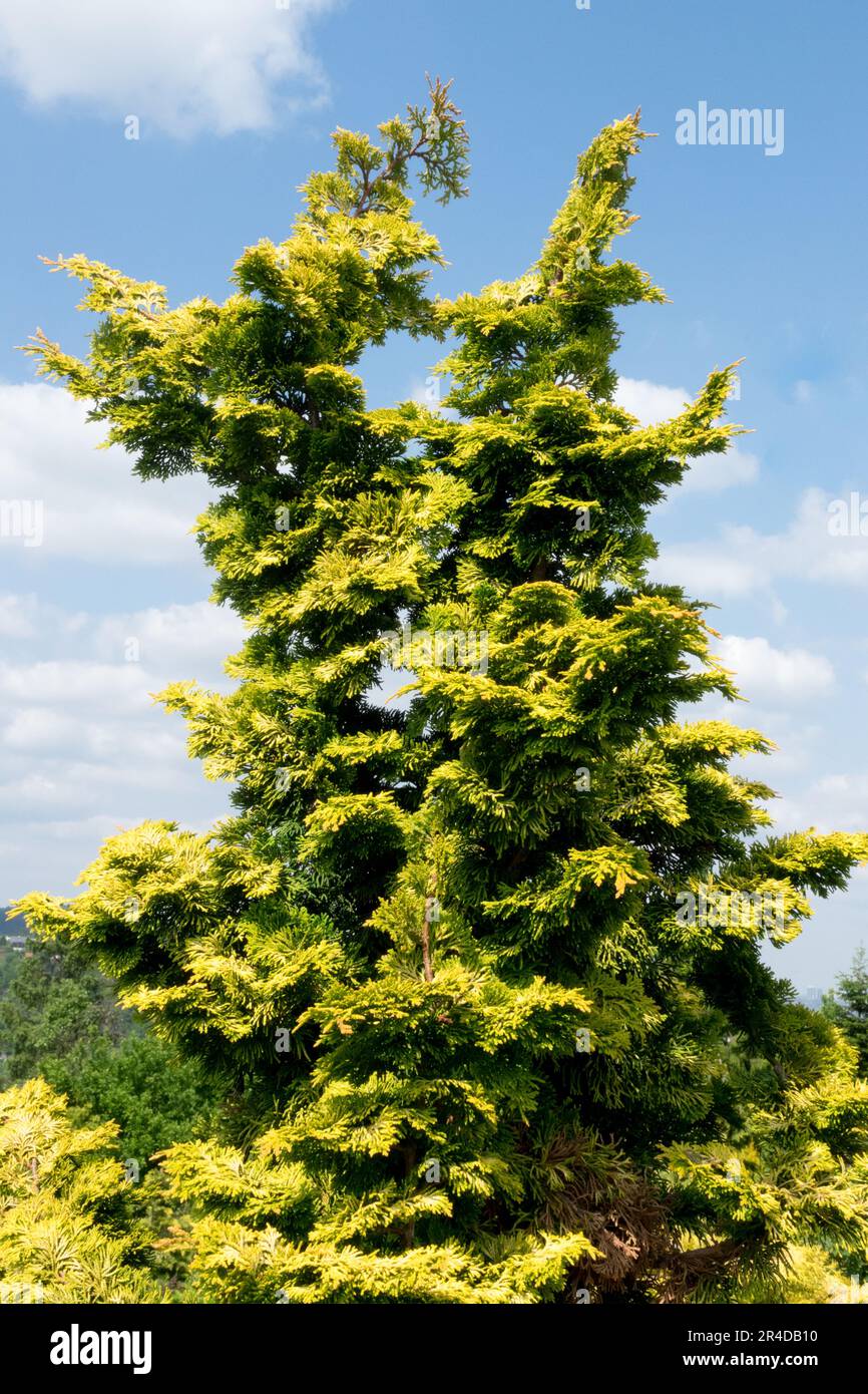 Hinoki Cypress, Chamaecyparis obtusa "Rashahiba", Japanese Cypress, Coniferous Tree, Gymnosperm, Cultivar Stock Photo