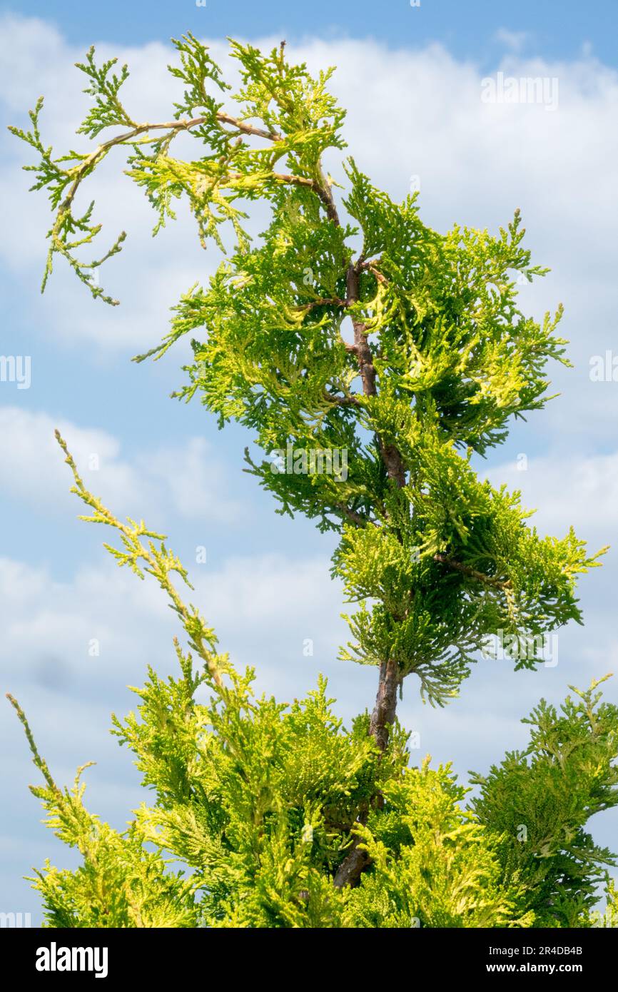 Japanese Cypress, Chamaecyparis "Aurora", Hinoki Cypress, Chamaecyparis obtusa "Aurora" tree top Stock Photo