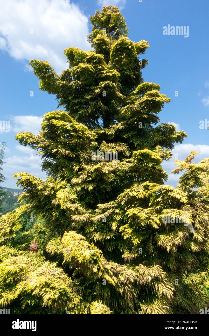 Chamaecyparis obtusa 'Confucius' Hinoki Cypress Tree Japanese Cypress Stock Photo