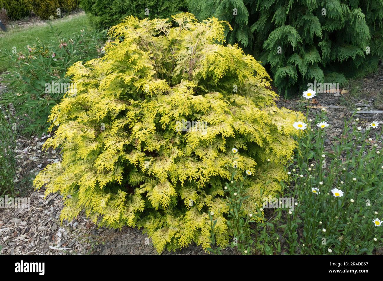 Lawson Cypress, Chamaecyparis lawsoniana 'Mini Nova' Stock Photo