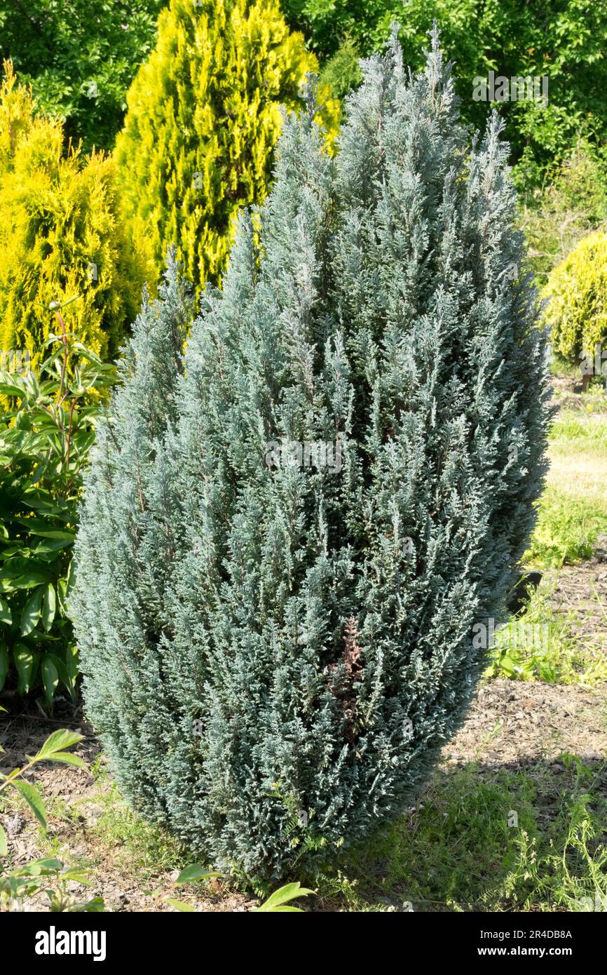 Lawson Cypress, Chamaecyparis lawsoniana "Ellwoods Pillar" in garden Stock Photo