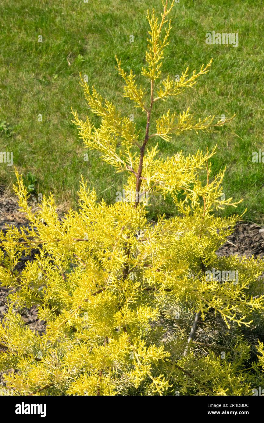 Smooth Cypress, Cupressus arizonica 'Aurea' Stock Photo