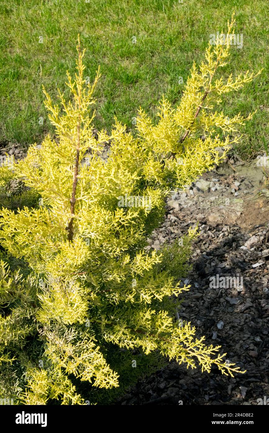 Arizona cypress, Cupressus arizonica 'Aurea', Smooth Cypress, Yellow, Conifer cultivar Stock Photo