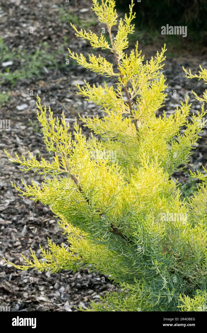 Gold, Colour, Cupressus arizonica 'Aurea', Yellow, Golden, Cultivar Spring Stock Photo