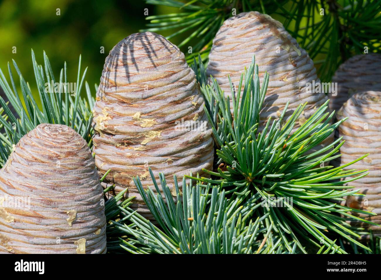 Coniferous Cones Stock Photo