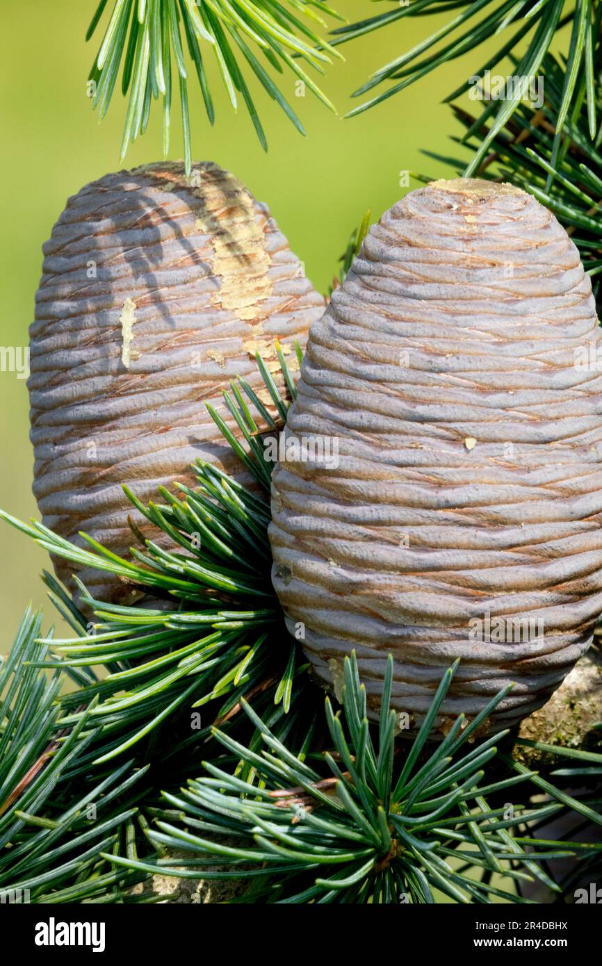 Gymnosperm life cycle Cones Coniferous, Cone, Branch, Cedar, Needles, Growth, Cedrus libani 'Blue Angel' Stock Photo