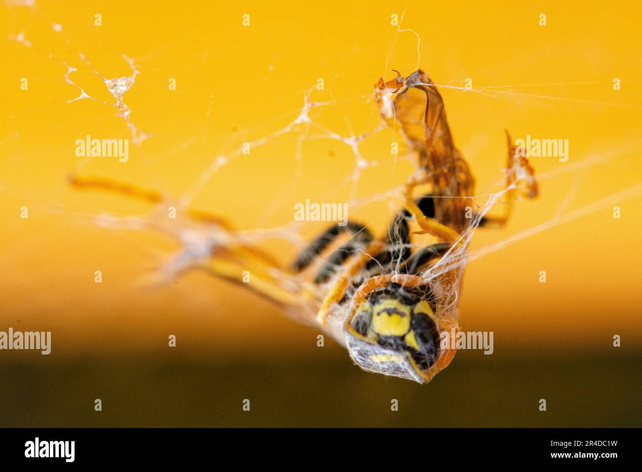 A large wasp perched on a spider web, nibbling on the strands of the ...