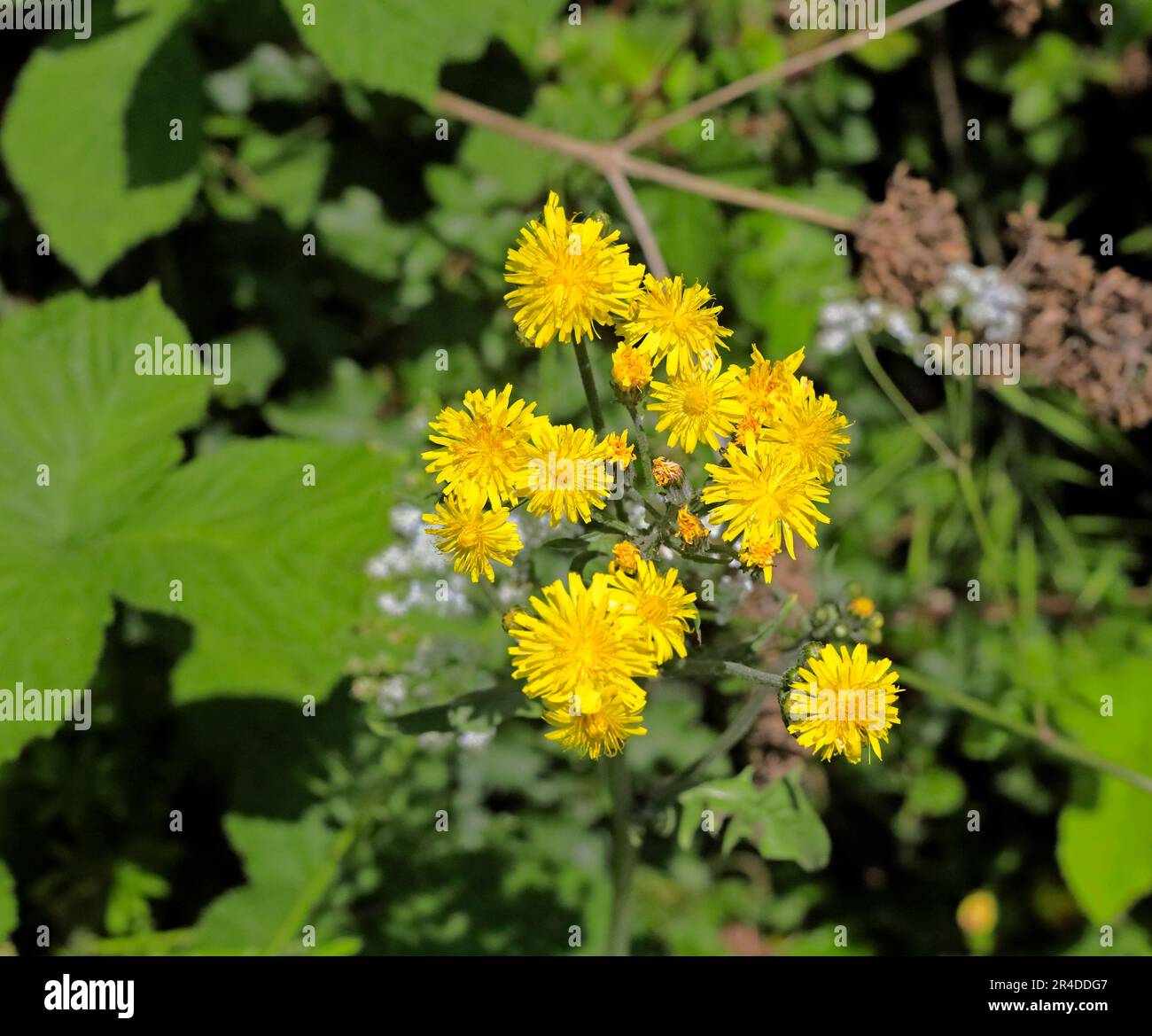 Yellow wild flowers, Cardiff. Taken May 2023. Summer.cym Stock Photo