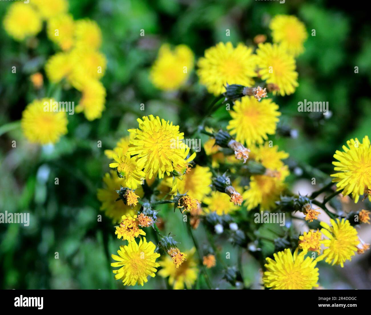 Yellow wild flowers, Cardiff. Taken May 2023. Summer.cym Stock Photo