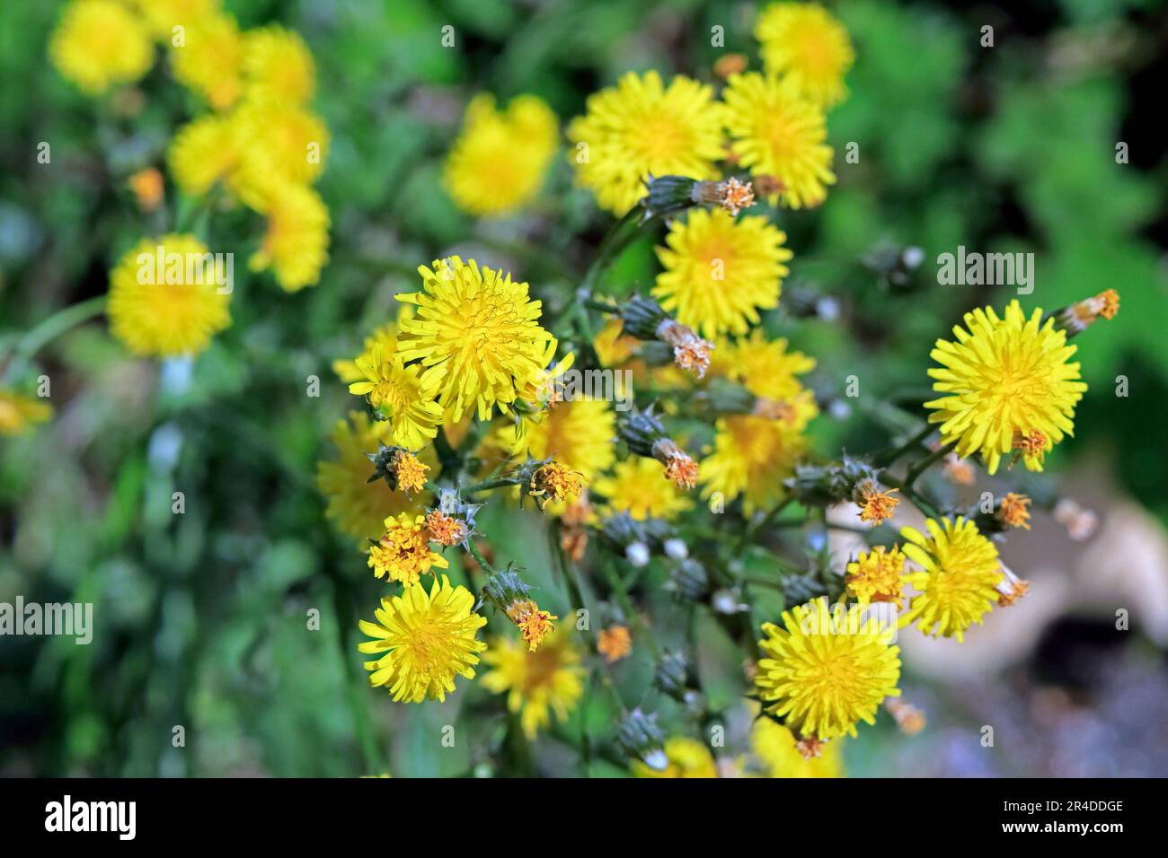 Yellow wild flowers, Cardiff. Taken May 2023. Summer.cym Stock Photo