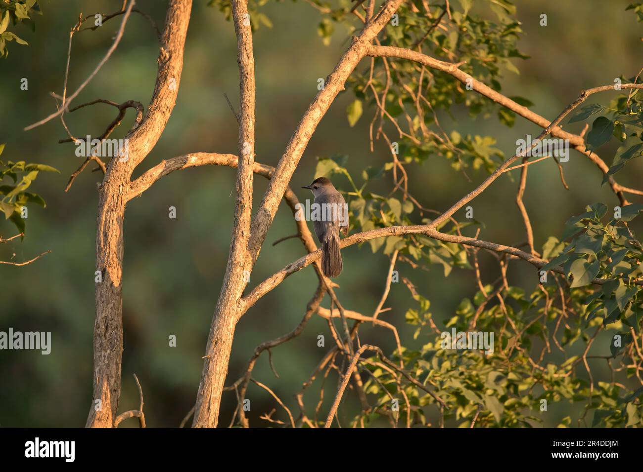 A gray catbird, Dumetella carolinensis, perches on a lilac tree branch on a spring evening in Iowa. Stock Photo