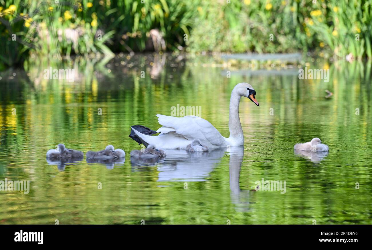 Brighton UK 27th May 2023 - A Mute Swan keeps an eye on her cygnets as they enjoy a beautiful sunny afternoon on Queens Park pond in Brighton : Credit Simon Dack / Alamy Live News Stock Photo